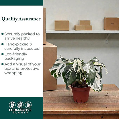 CoollectivePlants Calathea Stella – Live Calathea Plant in 4″ Grower’s Pot, Low Maintenance Indoor Houseplant, Includes UniHeat Pack for Winter Protection