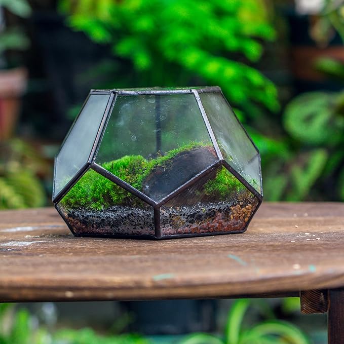 NCYP Small Glass Geometric Terrarium with Door -7.1x7.1x4.7 inches - Black Pentagon Closed Planter Pot for Succulents, Air Plants - Home Garden Office Tabletop Decoration Box (Terrarium Only)