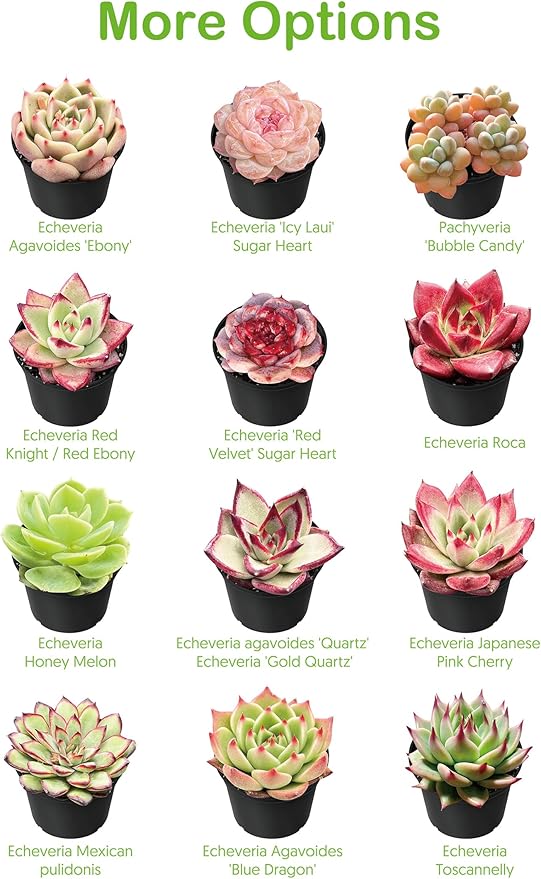 Live Succulent Plants Aeonium 'Dark Sea', Rare Succulents Fully Rooted in 4" Pots with Soil, Easy-Care House Plant,Standard Packaging