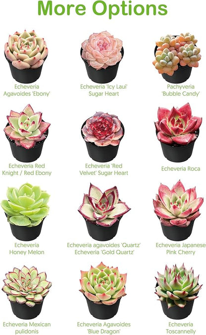 Live Succulent Plants Aeonium 'Dark Sea', Rare Succulents Fully Rooted in 4" Pots with Soil, Easy-Care House Plant,Standard Packaging