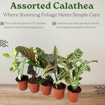 Calathea Assorted Starter Pack - Calathea Live Plants 5 Pack in 2 inch Pot- Pet Safe Air Purifying Indoor House Plants Flowers for Home Office Wedding Decor & Birthday Gift (Heat Pack Included)