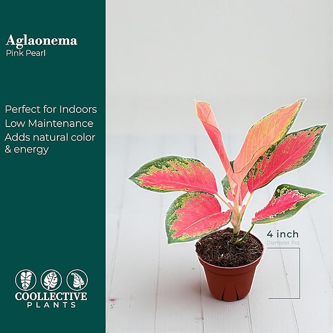 Aglaonema Pink Pearl – Live Plant in 4" Grower’s Pot, Easy to Grow Low Maintenance Indoor Houseplant, Pink Plants - Includes UniHeat Pack for Winter Protection