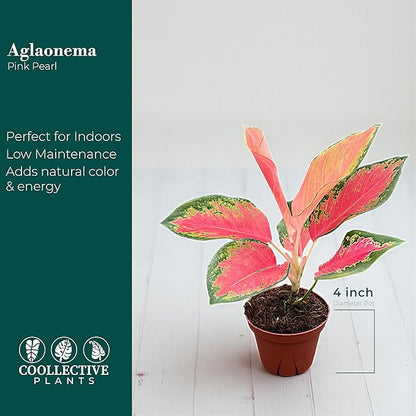 Aglaonema Pink Pearl – Live Plant in 4" Grower’s Pot, Easy to Grow Low Maintenance Indoor Houseplant, Pink Plants - Includes UniHeat Pack for Winter Protection