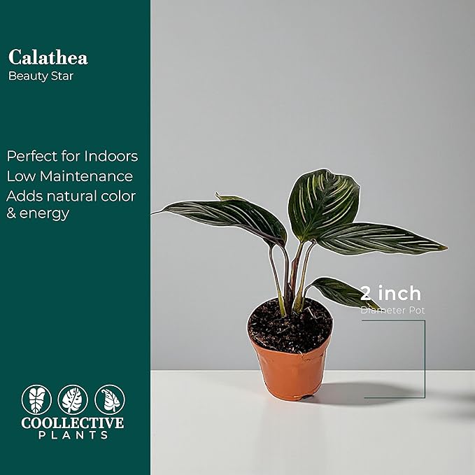 Calathea Beauty Star | Live Plant in a 4 Inch Growers Pot, Live Indoor, Easy to Grow, Easy to Care, and Low Maintenance Houseplant (2" Pot)