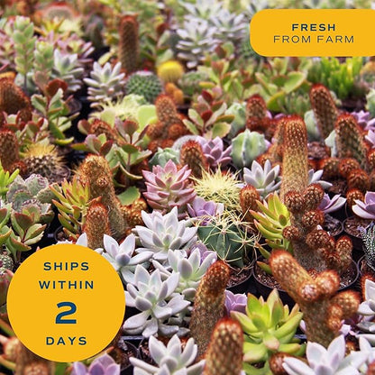 Costa Farms Haworthia Succulents Fully Rooted Live Indoor Plant 6-Inches Tall, in Grower Pot, 3-Pack