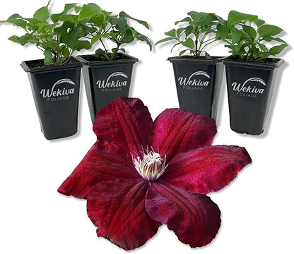 Clematis Rouge Cardinal - 4 Live Starter Plants in 2 Inch Growers Pots - Starter Plants Ready for The Garden - Rare Clematis for Collectors