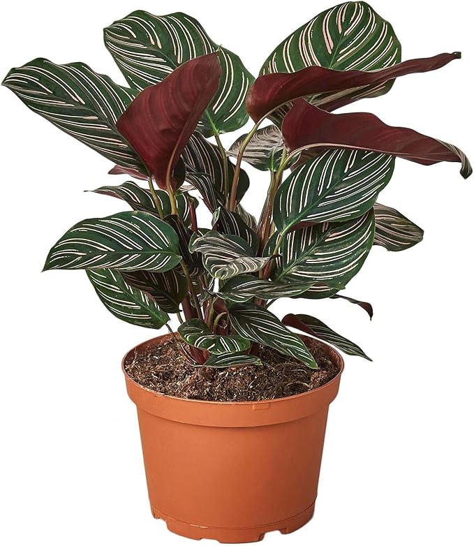 Calathea Ornata Live Plant for Indoor | Different Houseplants in 4'' & 6'' Pot | Real House Plant for Living Room, Office, Desk & Bathroom | Peacock Plant | Zebra Plant