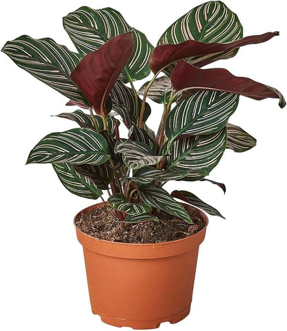 Calathea Ornata Live Plant for Indoor | Different Houseplants in 4'' & 6'' Pot | Real House Plant for Living Room, Office, Desk & Bathroom | Peacock Plant | Zebra Plant