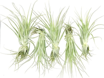 Live Air Plant - Tillandsia Gardneri 5-7” - 5ct - ragnaroc Rare Collectors Indoor Tropical Plant - Live Arrival Guaranteed - House Plants for Home Decor & Gift