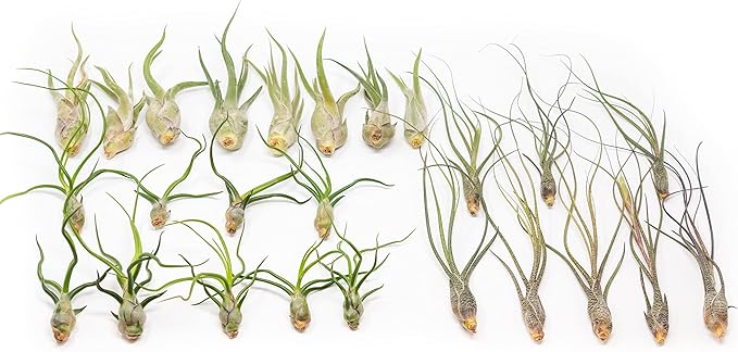 Pack of Wild Ones Air Plants -Tillandsia Caput Medusae, Butzii & Bulbosa Guatemala - Available in Wholesale and Bulk - Home and Garden Decor- Easy Care Indoor/Outdoor Air Plants (Pack of 25)
