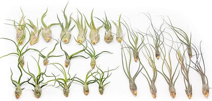 Pack of Wild Ones Air Plants -Tillandsia Caput Medusae, Butzii & Bulbosa Guatemala - Available in Wholesale and Bulk - Home and Garden Decor- Easy Care Indoor/Outdoor Air Plants (Pack of 25)
