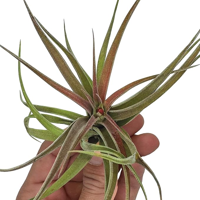 ragnaroc Air Plants - Tillandsia Brachycaulos Abdita, Large 4-6" - 2 ct - Live Arrival Guaranteed - House Plants for Home Decor & Gift