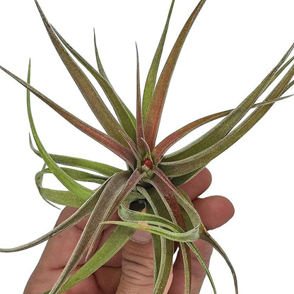 ragnaroc Air Plants - Tillandsia Brachycaulos Abdita, Large 4-6" - 1 ct - Live Arrival Guaranteed - House Plants for Home Decor & Gift