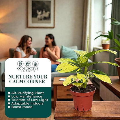Calathea Pilosa | Live Plant in a 4 Inch Growers Pot, Live Indoor, Easy to Grow, Easy to Care, and Low Maintenance Houseplant (4" Pot)