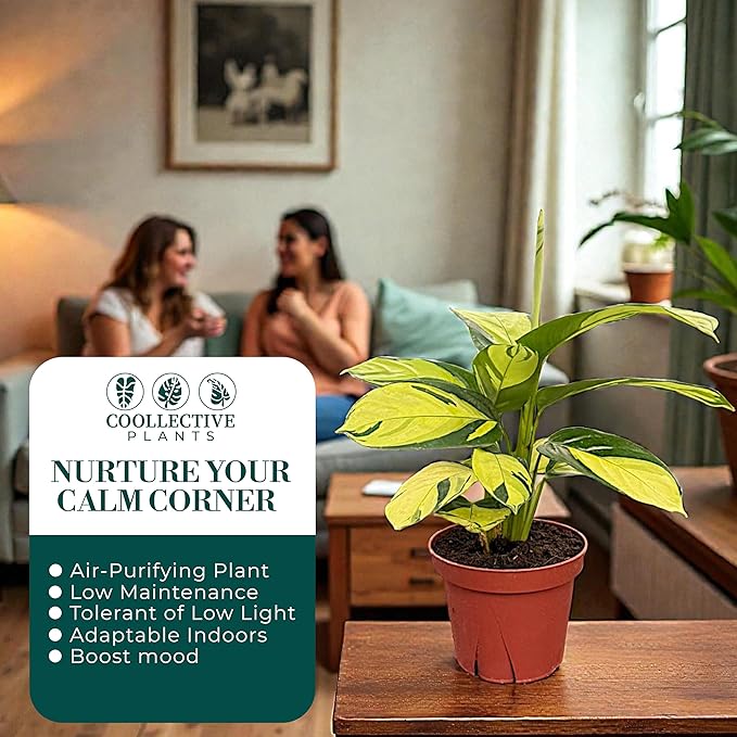 Calathea Pilosa – Live Plant in 4" Grower’s Pot, Easy to Grow Low Maintenance Indoor Houseplant, Includes UniHeat Pack for Winter Protection