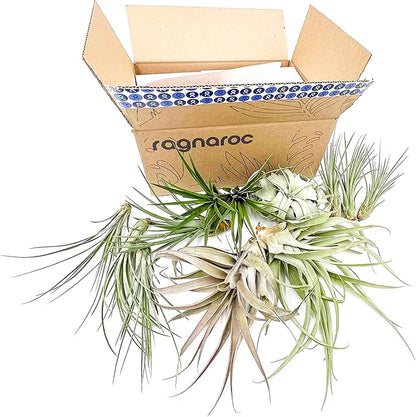 ragnaroc Holiday Hosting Gift Box Jumbo - 12ct - Tillandsia Air Plant Set - Live Arrival Guaranteed - House Plants for Home Decor & Gift