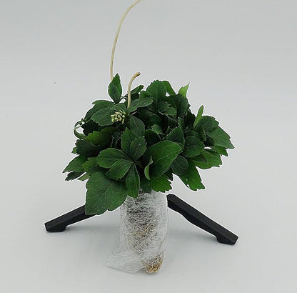 Greenwood Nursery: Live Ground-Cover Plants - Pachysandra Terminalis + Japanese Spurge - [Qty: 100 Bare Roots] - (Click for Other Available Plants/Quantities)
