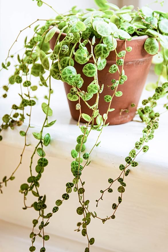 String of Pearls Plant Live 4 Inch Pot, Rare Succulents Plants in Hanging Baskets, Trailing Succulent Houseplant for Home Office (String of Turtles)