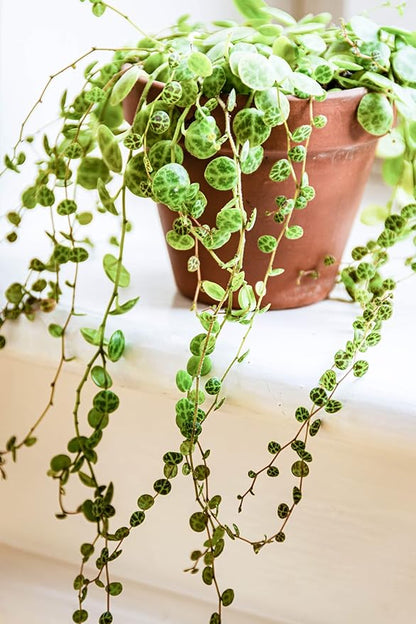 String of Pearls Plant Live 4 Inch Pot, Rare Succulents Plants in Hanging Baskets, Trailing Succulent Houseplant for Home Office (String of Turtles)