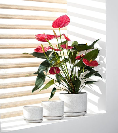 Ton Sin Plant Pots, 4.1+5.1+6.5 inch, Set of 3, Ceramic Planters with Drainage Hole and Saucer, Indoor Flower Pot with Drainage Hole, Gifts for Mom(Reactive Glaze White)