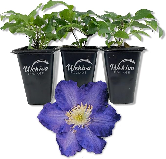 Clematis Ravel - 3 Live Starter Plants in 2 Inch Growers Pots - Starter Plants Ready for The Garden - Rare Clematis for Collectors