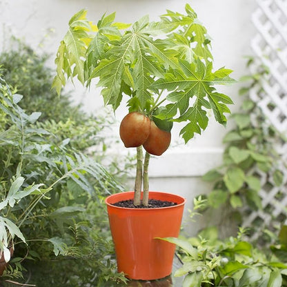 Premium Papaya Plant Soil Mix by Gardenera - Stimulate Growth and Elevate Fruitfulness with Nourishing Formula - 5 Quart