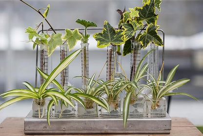 Smoke Camp Crafts - Organic -Spider Plant Trio