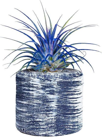 Air Plants - Tillandsia Ionantha - Organically Enhanced Color - Live Arrival Guaranteed - House Plants for Home Decor & Gift (Blue Bell 1Pk + Barrel)