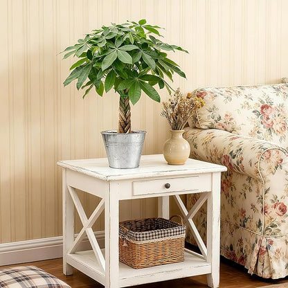Sprout N Green Small Money Tree with 5 Lucky Braid, Live Plant with Vintage Metal Pot, Decoration for Indoor Home Office Tabletop Windowsill Side Table, Housewarming Christmas Gift, 8-10" Tall