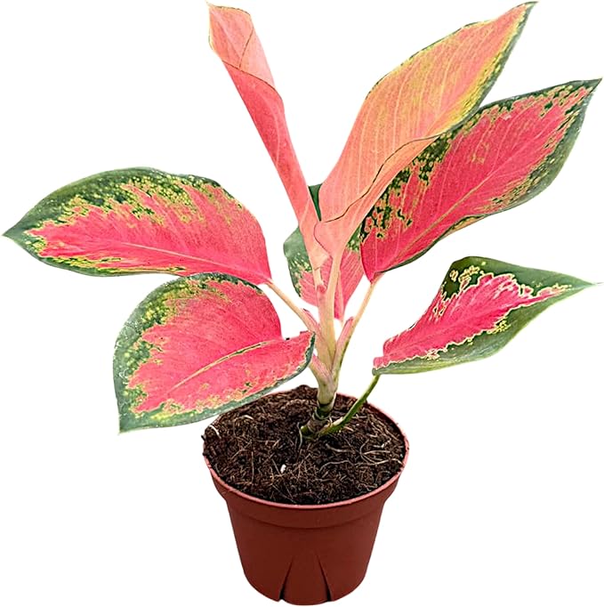 Aglaonema Pink Pearl – Live Plant in 4" Grower’s Pot, Easy to Grow Low Maintenance Indoor Houseplant, Pink Plants - Includes UniHeat Pack for Winter Protection