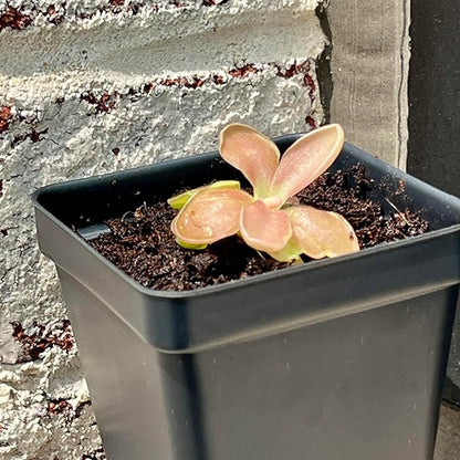 Live Pinguicula Fumiko Butterwort Carnivorous Plant, Pet-Safe, Unique Gift for Plant Lovers & Collectors