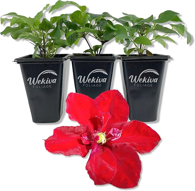 Clematis Charmaine - 3 Live Starter Plants in 2 Inch Growers Pots - Starter Plants Ready for The Garden - Rare Clematis for Collectors
