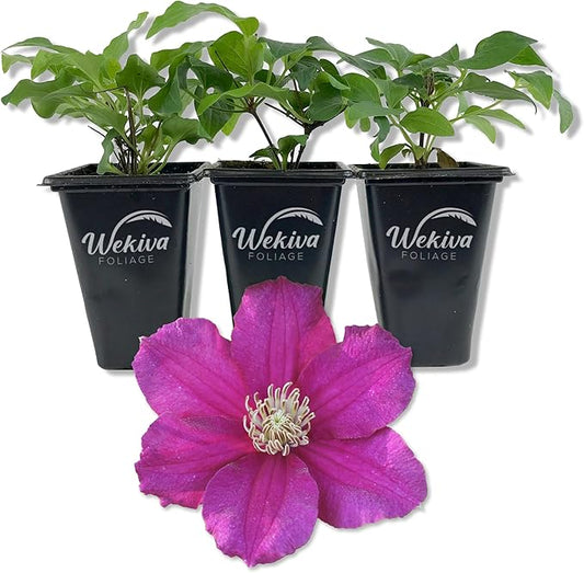 Clematis Cardinal Wyzynski - 3 Live Starter Plants in 2 Inch Growers Pots - Starter Plants Ready for The Garden - Rare Clematis for Collectors