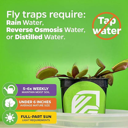 Fly Trap Live Carnivorous Plant - Dionaea muscipula - Wellspring Gardens Starter Plant (Bundle (1 King Henry + 1 Venus + 1 Dente + 1 Akai Ryu))