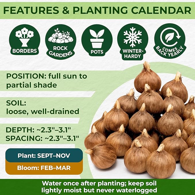 Giant Crocus Bulb Mix, 25 Exclusive Flower Bulbs, Mix of 5 Varieties from Holland, Real Hardy and Perennial Crocus Tubers/Flowers (no Seeds) for Garden, Pots and Balcony