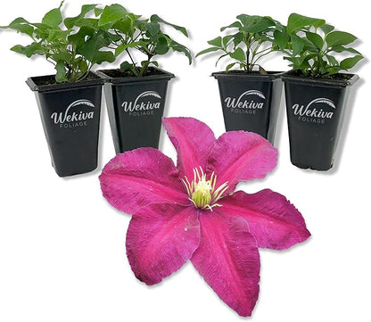 Clematis Niobe - 4 Live Starter Plants in 2 Inch Growers Pots - Starter Plants Ready for The Garden - Rare Clematis for Collectors