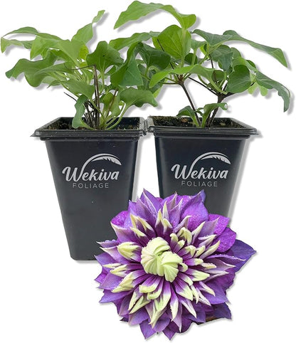 Clematis Taiga - 2 Live Starter Plants in 2 Inch Growers Pots - Starter Plants Ready for The Garden - Rare Clematis for Collectors