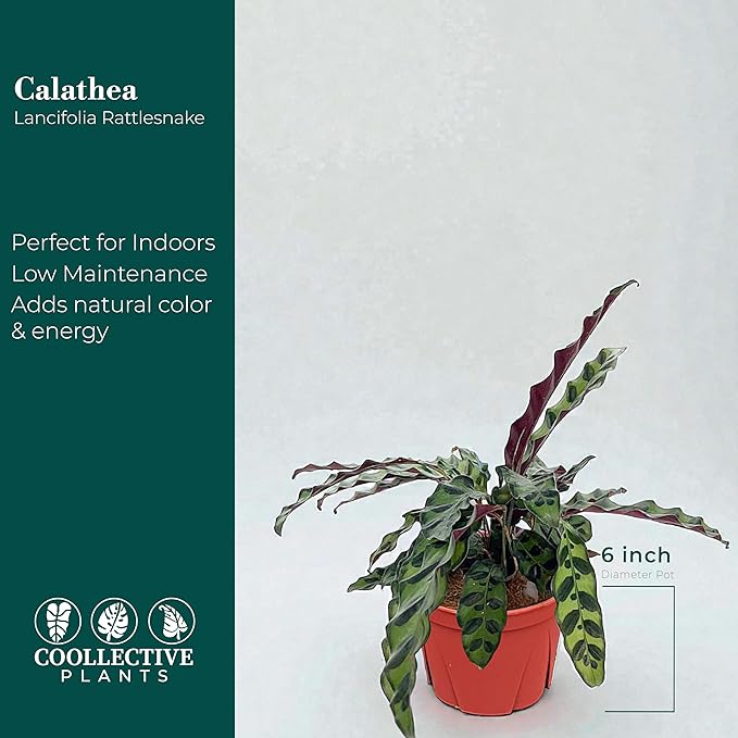 Calathea Lancifolia ‘Rattlesnake’ – Live Indoor Plant, Easy Care Low Maintenance Houseplant in 6″ Pot (Wide), Includes UniHeat Pack for Winter Protection