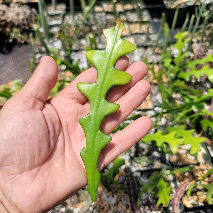 Planet Desert Epiphyllum anguliger Fishbone Cactus Cutting