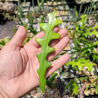 Planet Desert Epiphyllum anguliger Fishbone Cactus Cutting