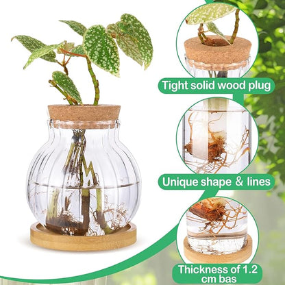 6 Pcs Plants Propagation Station Separated Desktop Glass Plant Terrarium with Wood Lid and Tray, 3 Sizes Hydroponics Plants Jars Water Planting Vases for Indoor Home Tabletop Decor