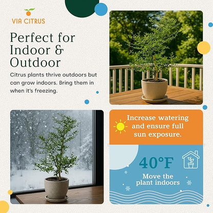 Australian Finger Lime Trees Live Plants 2-3' Tall - Fresh Finger Limes, Dwarf Lime Tree Live Plant, Indoor Fruit Trees, Housewarming Gifts, Cannot Ship: CA,AZ,TX,LA, Plant Tree Pot by Via Citrus
