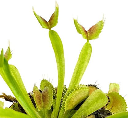 Fly Trap Live Carnivorous Plant - Dionaea muscipula - Wellspring Gardens Starter Plant (Bundle (1 King Henry + 1 Venus + 1 Dente + 1 Akai Ryu))