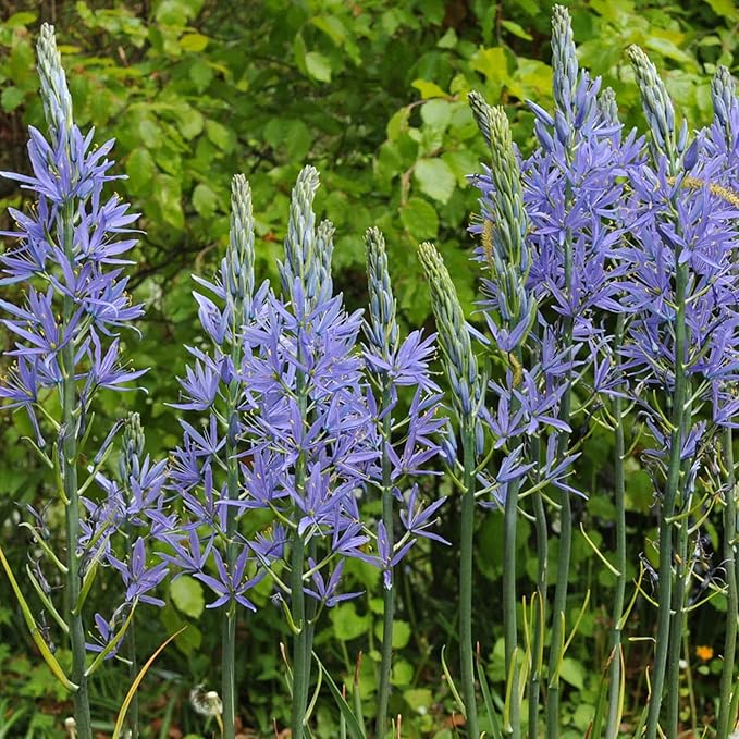 Camassia Cusickii Bulbs – Rare Wild Hyacinth Blue Flower | Pacific Northwest Native Camassia Bulb | Deer Resistant | Fall Planting | 14cm+ Size (5 Pack)