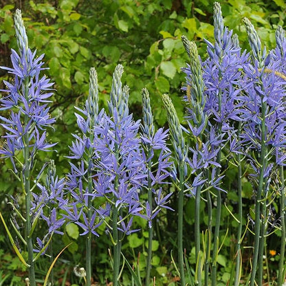 Camassia Cusickii Bulbs – Rare Wild Hyacinth Blue Flower | Pacific Northwest Native Camassia Bulb | Deer Resistant | Fall Planting | 14cm+ Size (5 Pack)