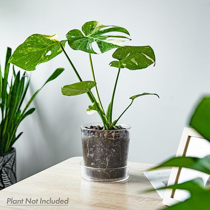 Phoenix Vine 6.5 Inch 8 Inch Clear Acrylic Houseplants Planter Pot with Tray, Orchid Pot with Drainage Holes, Deep Saucer for Bottom Watering, Transparent Containers for Indoor Plants, Herbs, 91-B-X