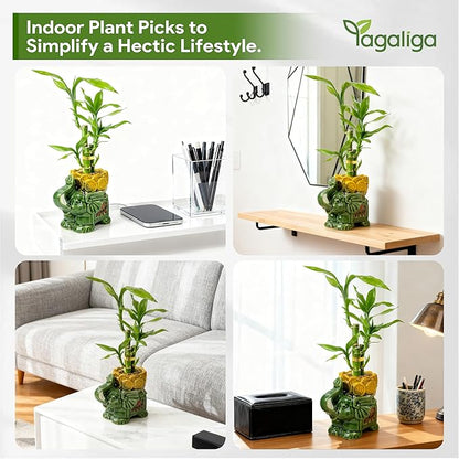 Lucky Bamboo 3-Stalk Set with Pebbles in Elephant Coin Plate Pot – 6'' 6'' 8'' Live Plant for Positive Energy