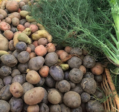 Certified Seed Potato Mix, 5 lbs Whole Potatoes Non GMO, Red Pontiac Golden Yukons Purple Majesty, American Grown