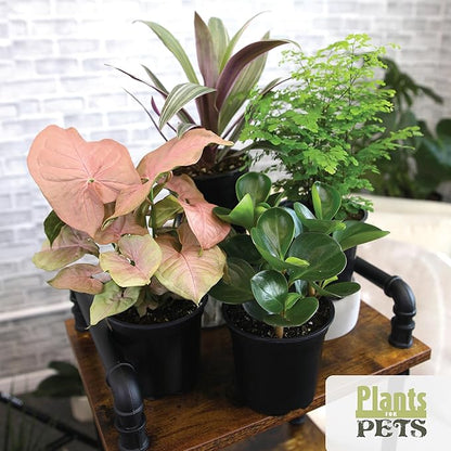 Essential Houseplant Collection (4PK) Live Plants Indoor Plants Live Houseplants in Plant Pots, Easy House Plants Indoors Live, Snake Plant, Pothos in Potting Soil, Clean Air Plants by Plants for Pets