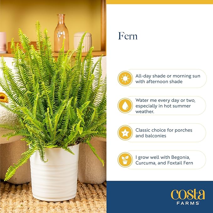 Costa Farms Boston Fern Live Plant in Plastic Pot, Air Purifying Large Indoor & Outdoor Houseplant, Perfect for Home, Room, or Office Decor, Great House Warming or Birthday Gift, 2-3 Feet Tall